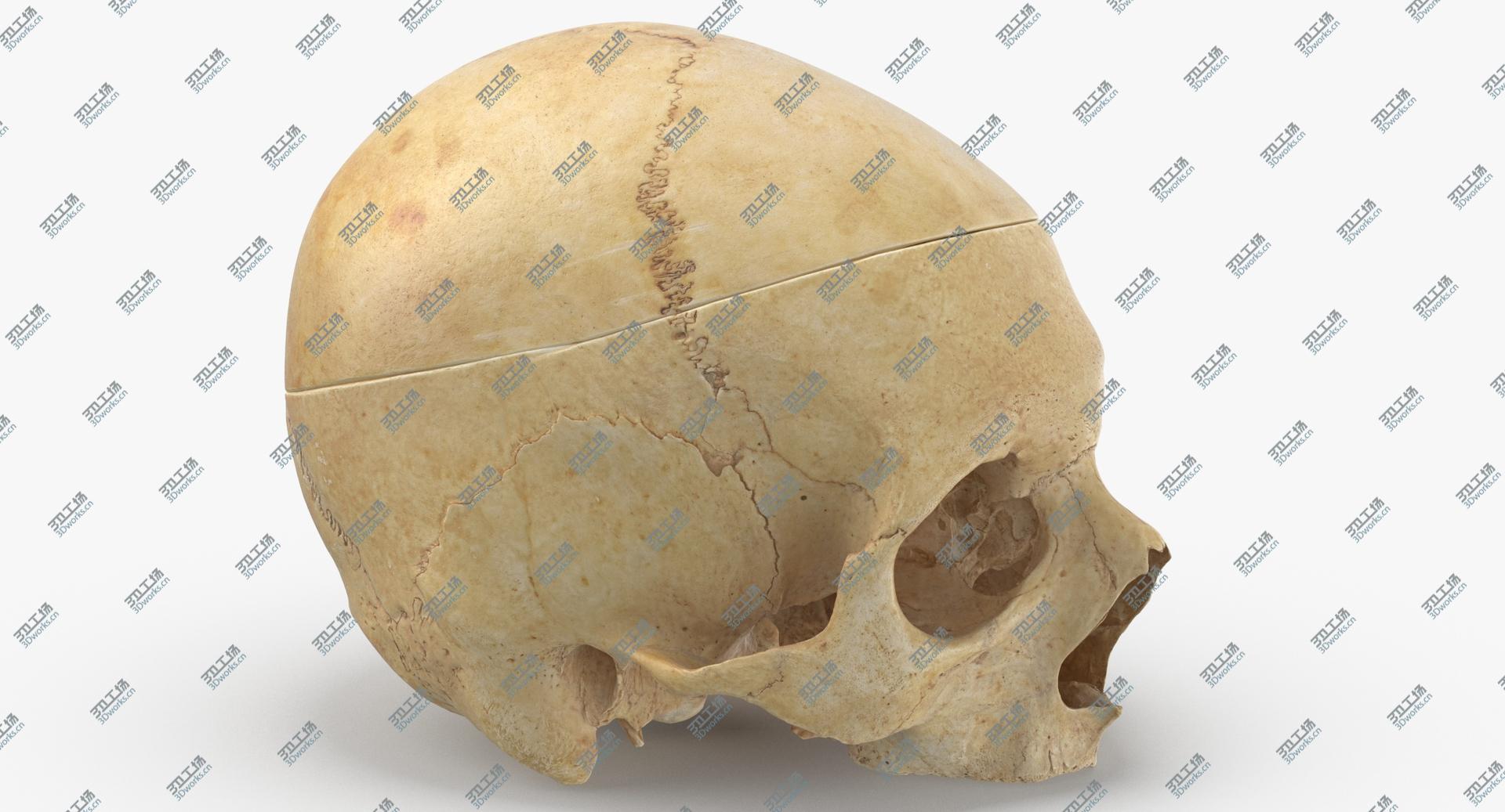 images/goods_img/202104021/3D Real Human Skull Cranial 02 Cut With Piece/3.jpg